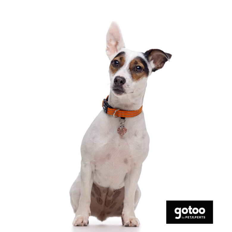 Gotoo Coleira refletora de nylon laranja para cães,  Imagem número 7 Gotoo Coleira refletora de nylon laranja para cães, , large Imagem número 7