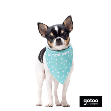 Gotoo Bandana estampada verde para cães