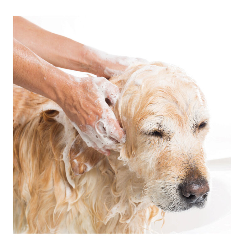 Beaphar Champô Repelente para cães e gatos,  Imagem número 6 Beaphar Champô Repelente para cães e gatos, , large Imagem número 6