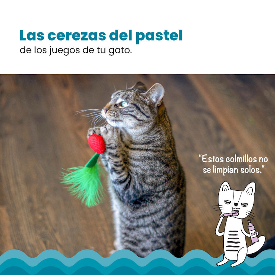 Catstages Dental Cherries Cerejas de Peluche macias para gatos, , large Imagem n&uacute;mero 6