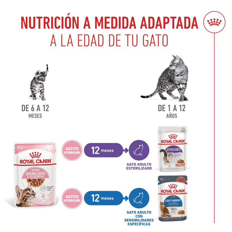 12 saquetas x 85 g Royal Canin Kitten Sterilised alimento h&uacute;mido em molho saquetas para gatos Pack poupan&ccedil;a!, , large Imagem n&uacute;mero 6