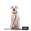 Gotoo Coleira mesh cinza para cães, , large Indicador imagem número 6