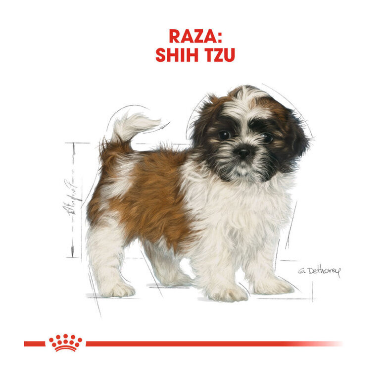 1.5 kg Royal Canin Puppy Shih Tzu ração para cães,  Imagem número 5 1.5 kg Royal Canin Puppy Shih Tzu ração para cães, , large Imagem número 5