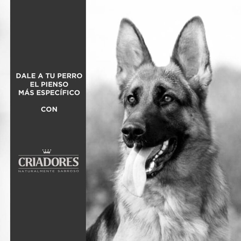 3 kg Criadores Adult Borrego e Arroz ração para cães de porte médio e grande,  Imagem número 4 3 kg Criadores Adult Borrego e Arroz ração para cães de porte médio e grande, , large Imagem número 4