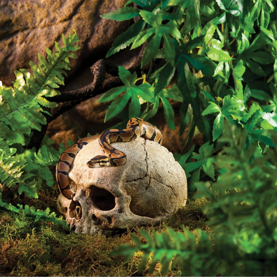 Exoterra Refugio calavera para terrarios, , large Imagem n&uacute;mero 2