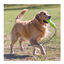 Kong Air Dog Squeaker Stick brinquedo para cães, , large Indicador imagem número 2
