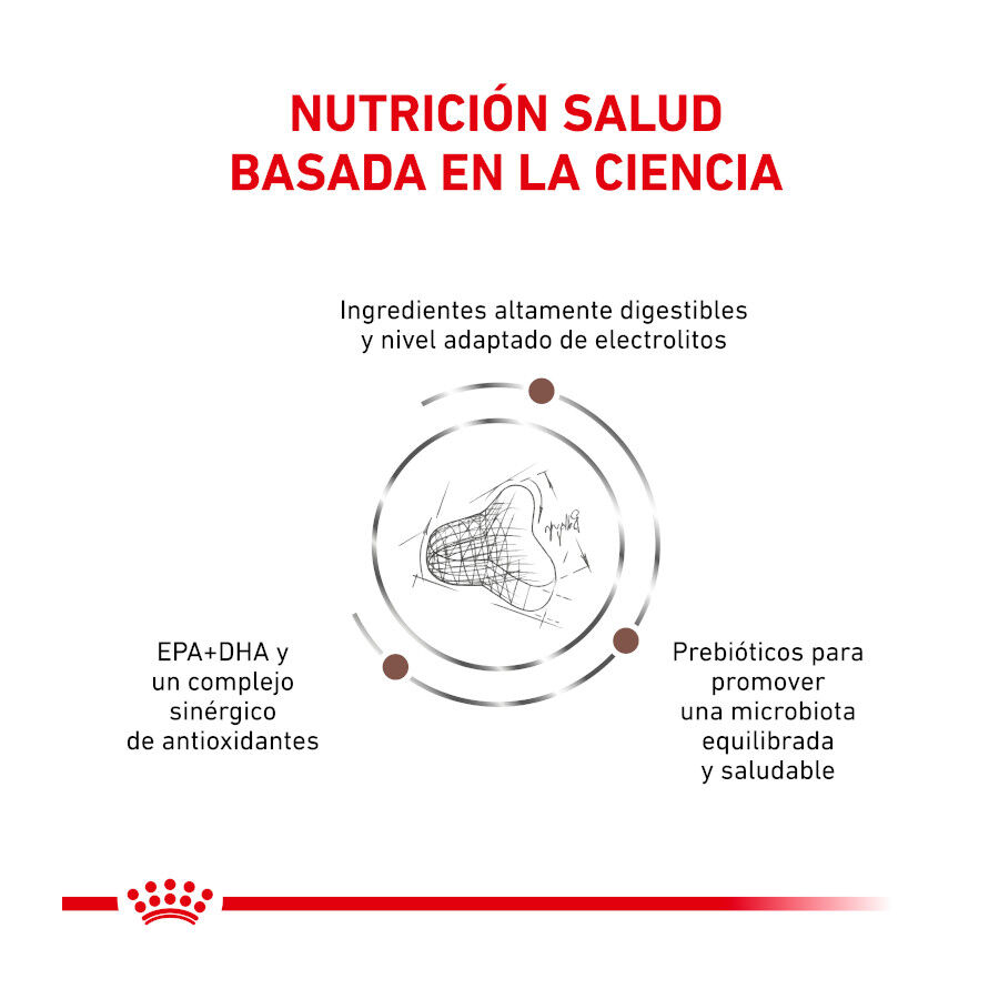 4 kg Royal Canin Veterinary Gastrointestinal Fibre Response ra&ccedil;&atilde;o para gatos, , large Imagem n&uacute;mero 4