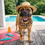 Summer Vibes Dolce Vita Rope Ring Brinquedo para c&atilde;es, , large Indicador imagem n&uacute;mero 1