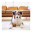 Chuck It! Ultra Squeaker Bola com som e efeito de salto para cães, , large Indicador imagem número 3