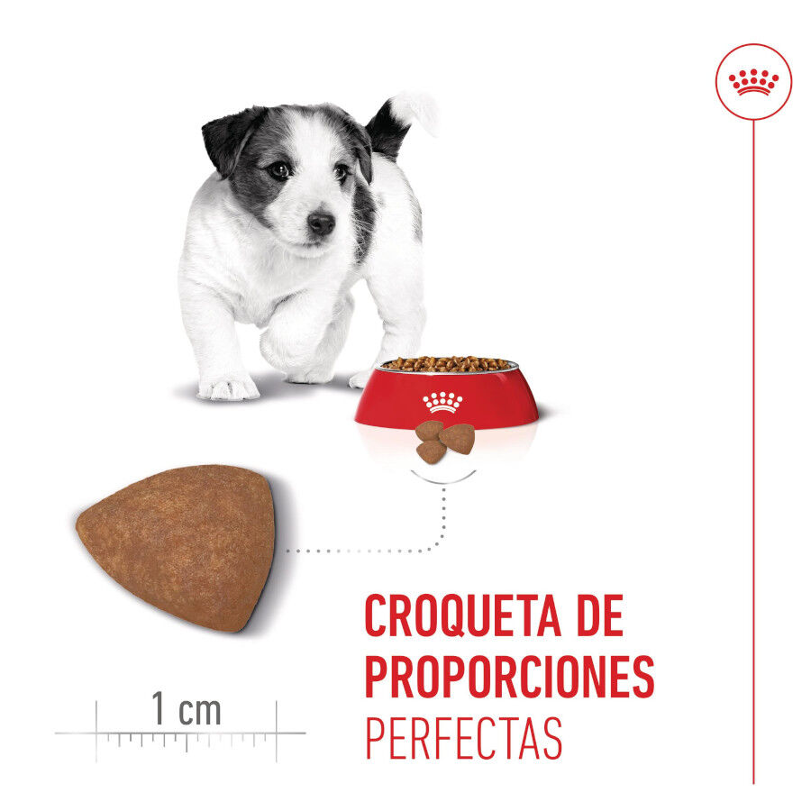 8 kg Royal Canin Mini Puppy ra&ccedil;&atilde;o para c&atilde;es, , large Imagem n&uacute;mero 5