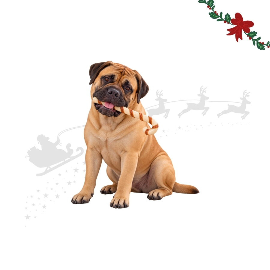 1 un. Wonder Christmas Bengala de Natal Gigante de Couro Prensado Snacks para C&atilde;es, , large Imagem n&uacute;mero 1
