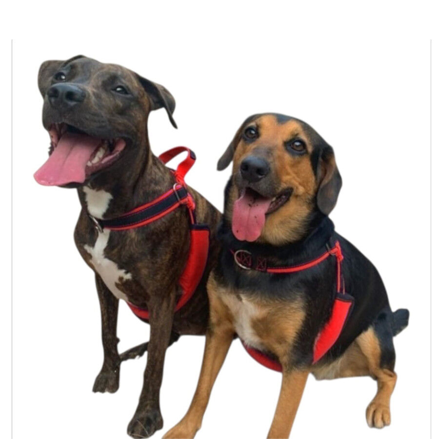 Freedom and Color Anti-pux&atilde;o Azul para c&atilde;es, , large Imagem n&uacute;mero 2