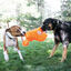 Kong Tuggz Monkey XL Brinquedo para cães, , large Indicador imagem número 2