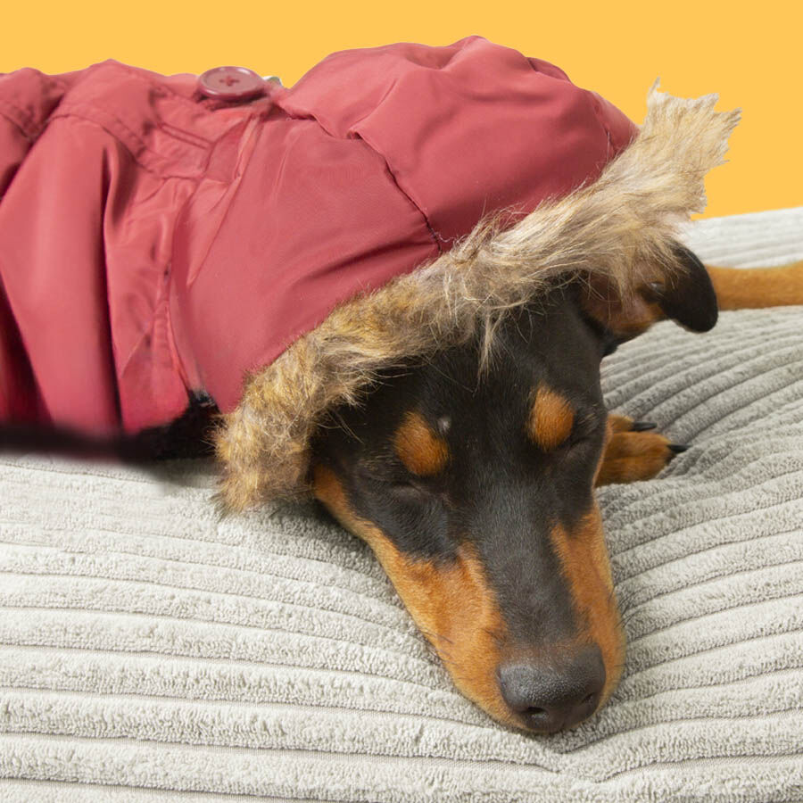 Outech Granada Casaco com Capuz para c&atilde;es, , large Imagem n&uacute;mero 3