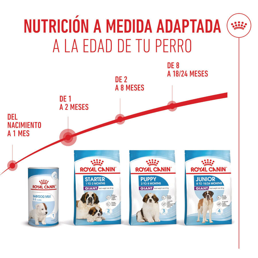 15 kg Royal Canin Starter Puppy Giant Ra&ccedil;&atilde;o para cachorro, , large Imagem n&uacute;mero 7