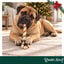 1 un. Wonder Christmas Bengala de Natal Gigante de Couro Prensado Snacks para C&atilde;es, , large Indicador imagem n&uacute;mero 2