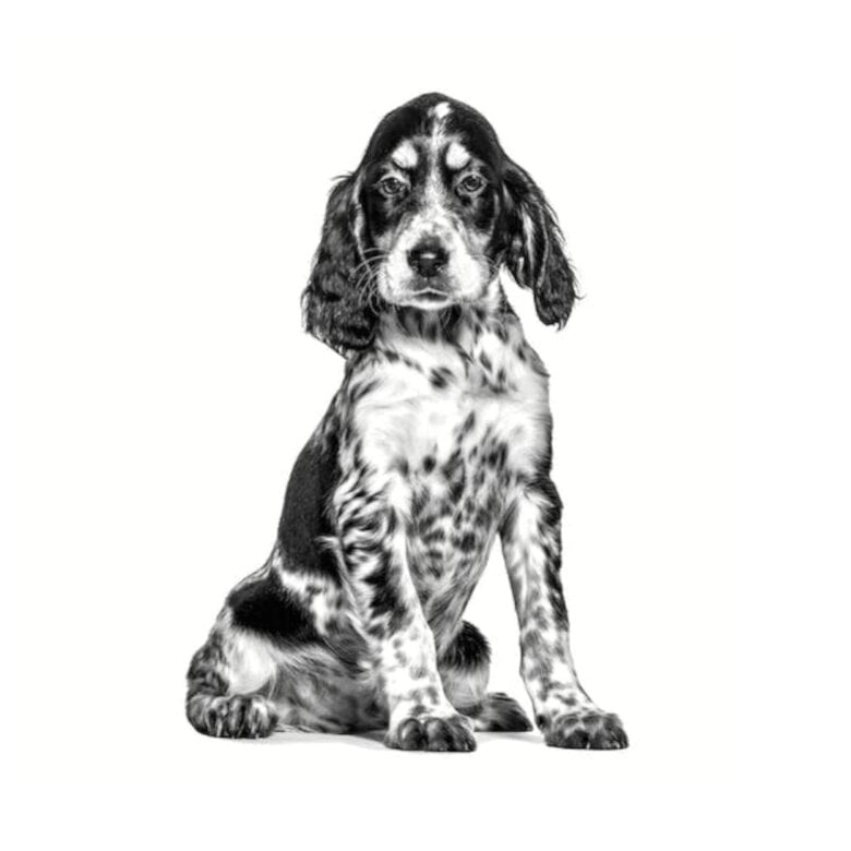 Royal Canin Veterinary Hypoallergenic ração para cachorros,  Imagem número 3 Royal Canin Veterinary Hypoallergenic ração para cachorros, , large Imagem número 3