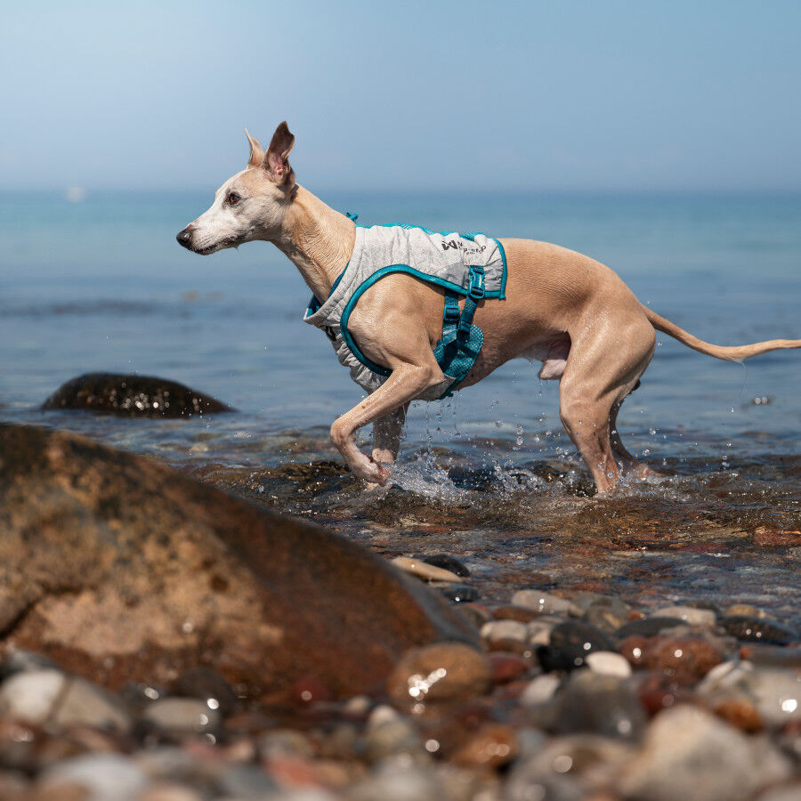 Non-stop Dogwear Colete Refrescante Cinzento e Turquesa para c&atilde;es, , large Imagem n&uacute;mero 3