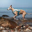 Non-stop Dogwear Colete Refrescante Cinzento e Turquesa para c&atilde;es, , large Indicador imagem n&uacute;mero 3