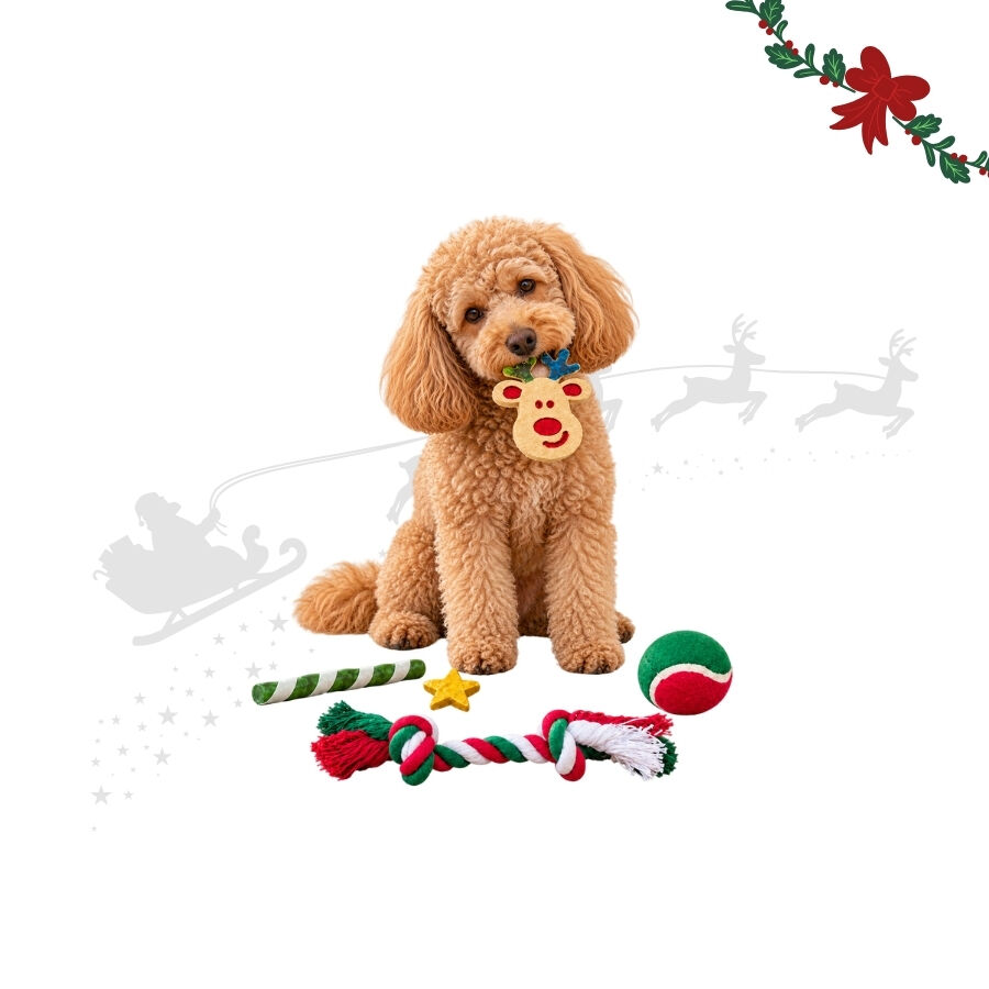 1 pack x 5 uns. Wonder Christmas Caixa de Snacks e Brinquedos para C&atilde;es, , large Imagem n&uacute;mero 1