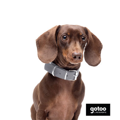 Gotoo Coleira vegan cinza para perros