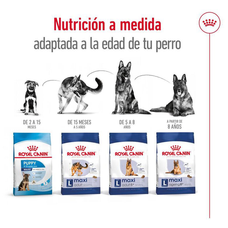 15 kg Royal Canin Maxi Adult 5+ ração para cães seniores de raça grande,  Imagem número 9 15 kg Royal Canin Maxi Adult 5+ ração para cães seniores de raça grande, , large Imagem número 9
