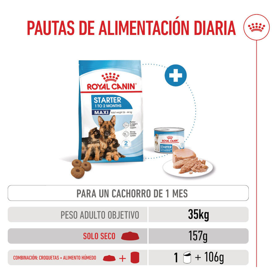 Royal Canin Starter Maxi MothereBaby ra&ccedil;&atilde;o para c&atilde;es, , large Imagem n&uacute;mero 6