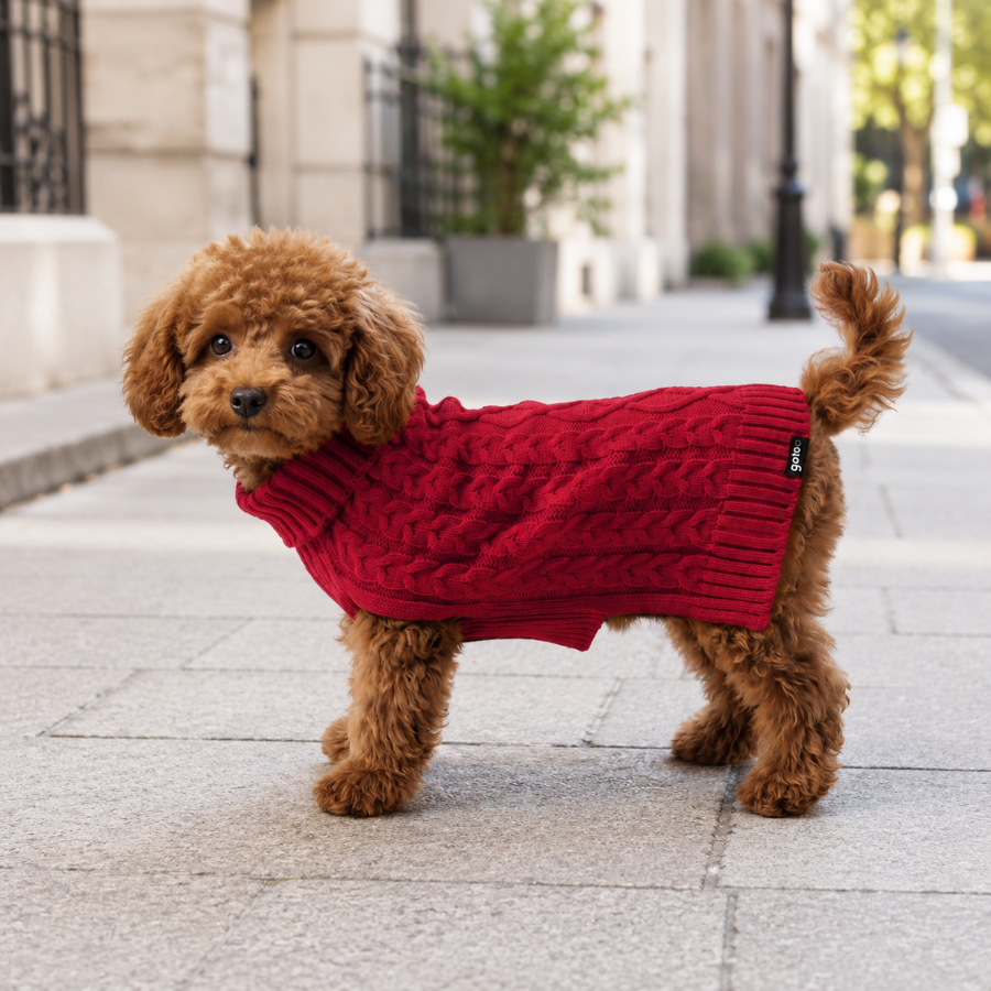 Gotoo Camisola de Malha Vermelha para c&atilde;es, , large Imagem n&uacute;mero 1