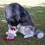 Wonder Christmas Elfo de Circo Peluche Mordedor de Natal para cães , , large Indicador imagem número 2