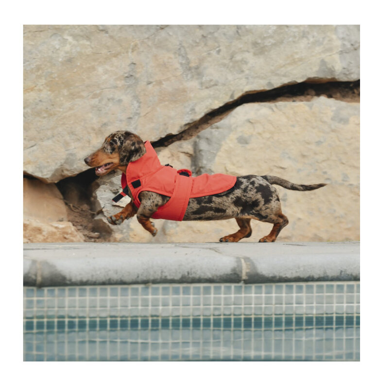 Casaco impermeável vermelho para cachorro Freedog Paw Shield,  Imagem número 2 Casaco impermeável vermelho para cachorro Freedog Paw Shield, , large Imagem número 2