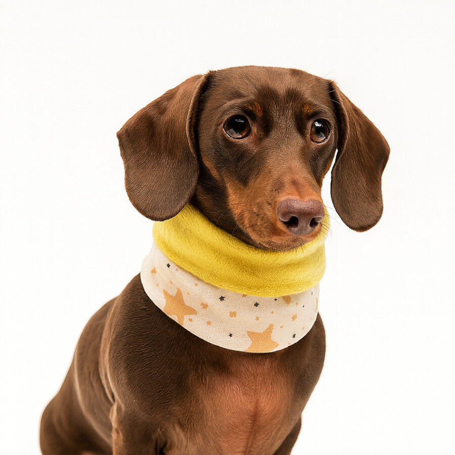 Outech Cachecol Rock para c&atilde;es, , large Imagem n&uacute;mero 3