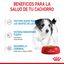 85 g Royal Canin Mini Puppy alimento húmido em molho saquetas para cães, , large Indicador imagem número 4