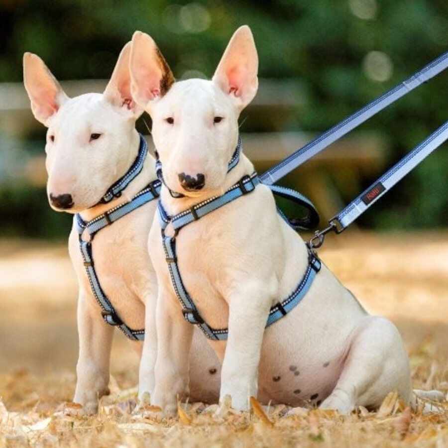 Halti Trela dupla vermelha para c&atilde;es, , large Imagem n&uacute;mero 3