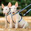 Halti Trela dupla vermelha para cães, , large Indicador imagem número 3
