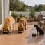 Leeby Comedouro de Parede Dupla em A&ccedil;o Inoxid&aacute;vel para c&atilde;es e gatos, , large Indicador imagem n&uacute;mero 1