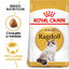 2 kg Royal Canin Adult Ragdoll ração para gatos, , large Indicador imagem número 2