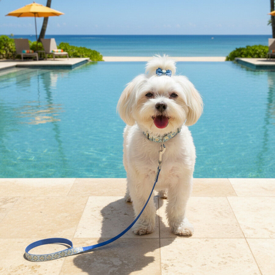 Summer Vibes Pack Trela e Coleira Dolce Vita para C&atilde;es, , large Imagem n&uacute;mero 4