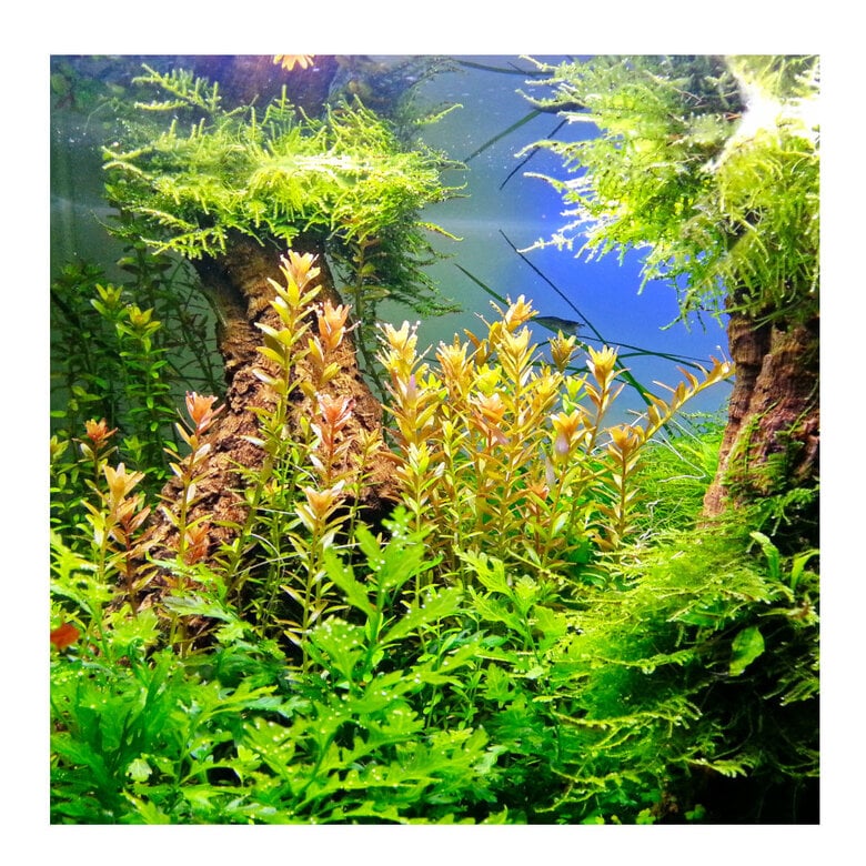 JBL Ferropol Fertilizante Líquido para plantas de aquários,  Imagem número 3 JBL Ferropol Fertilizante Líquido para plantas de aquários, , large Imagem número 3