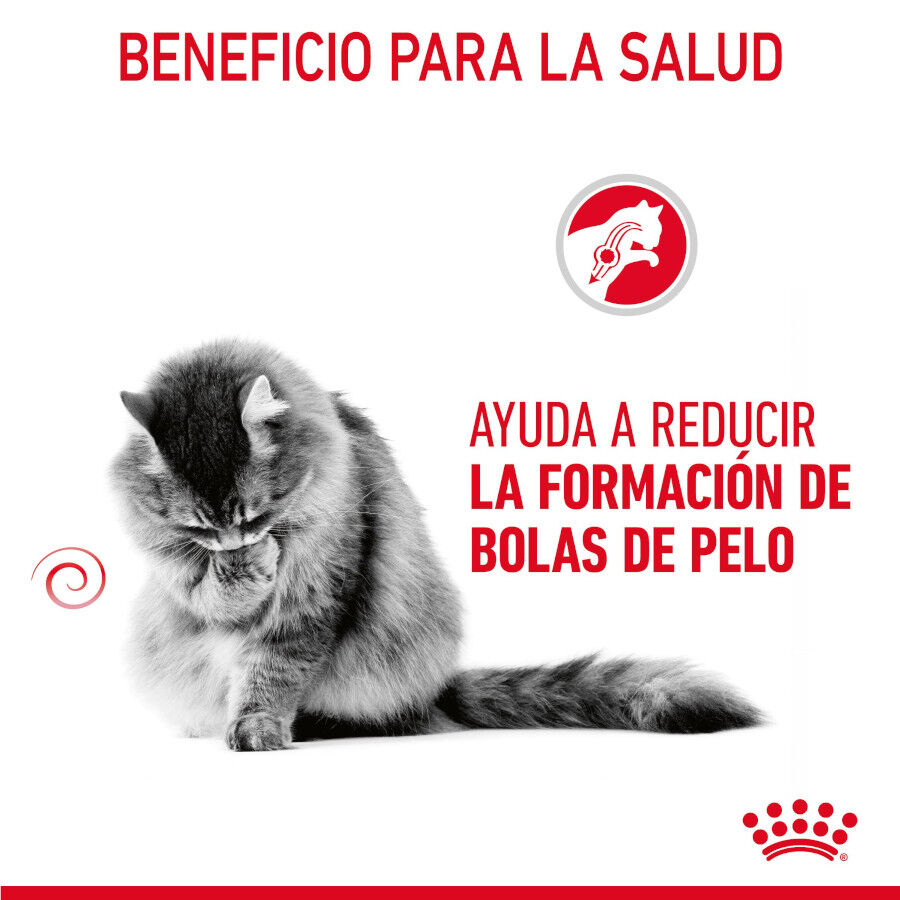 10 kg Royal Canin Intense Hairball ra&ccedil;&atilde;o para gatos, , large Imagem n&uacute;mero 5