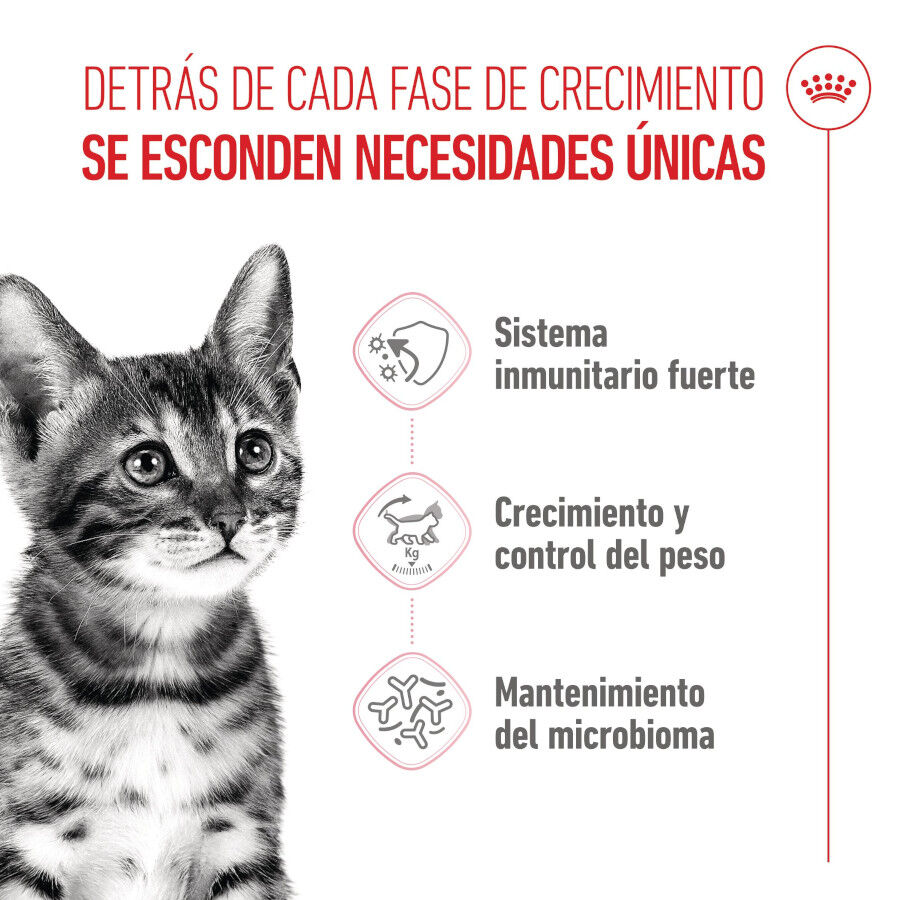 400 g Royal Canin Kitten Sterilised ra&ccedil;&atilde;o para gatos , , large Imagem n&uacute;mero 3