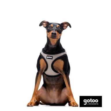 Gotoo Peitoral mesh cinza para cães