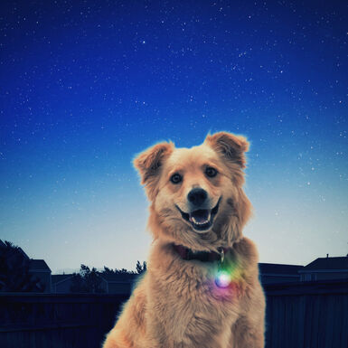 Nite Ize SpotLit Pingente Led para cães