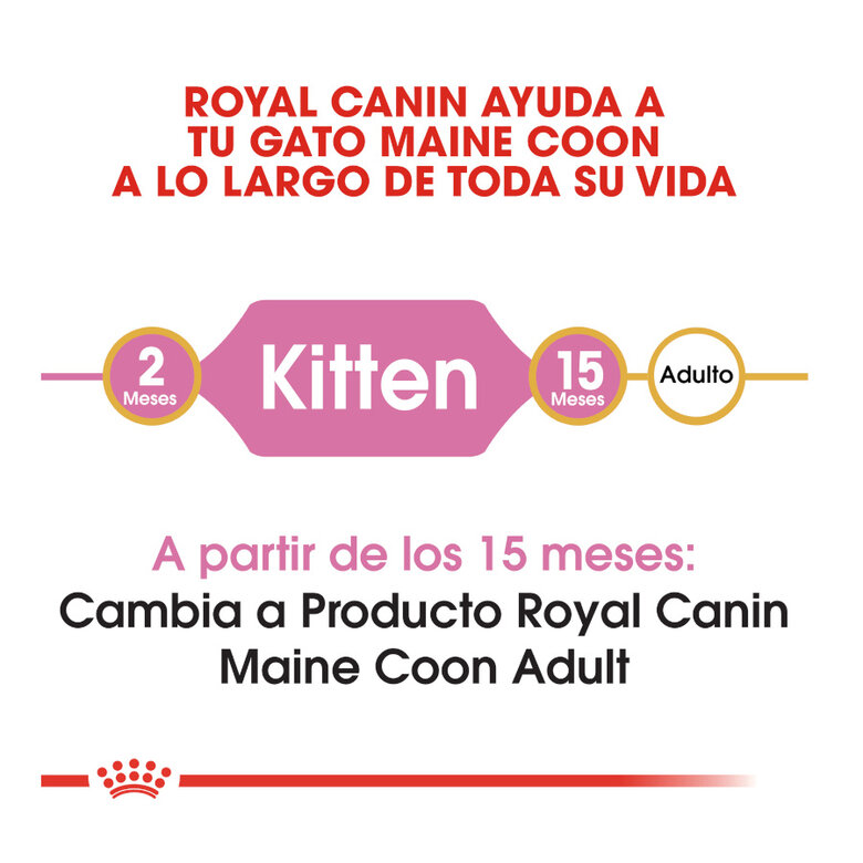 10 kg Royal Canin Kitten Maine Coon ração para gatinhos,  Imagem número 6 10 kg Royal Canin Kitten Maine Coon ração para gatinhos, , large Imagem número 6