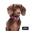 Gotoo Coleira Biothane vermelho vinho para cães, , large Indicador imagem número 5