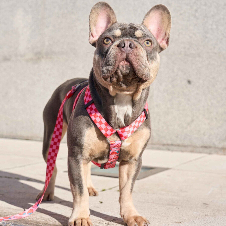 Dukier Arn&ecirc;s Cl&aacute;ssico Design Berry Love para c&atilde;es, , large Imagem n&uacute;mero 3