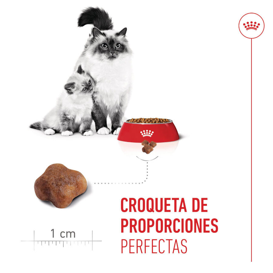 2 x 4 kg Royal Canin Mother & Baby ra&ccedil;&atilde;o para gatos Pack poupan&ccedil;a!, , large Imagem n&uacute;mero 5