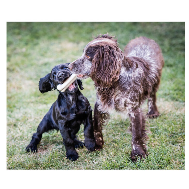 Nylabone Dura Chew Wolf osso mordedor de nylon para cães ,  Imagem número 4 Nylabone Dura Chew Wolf osso mordedor de nylon para cães , , large Imagem número 4