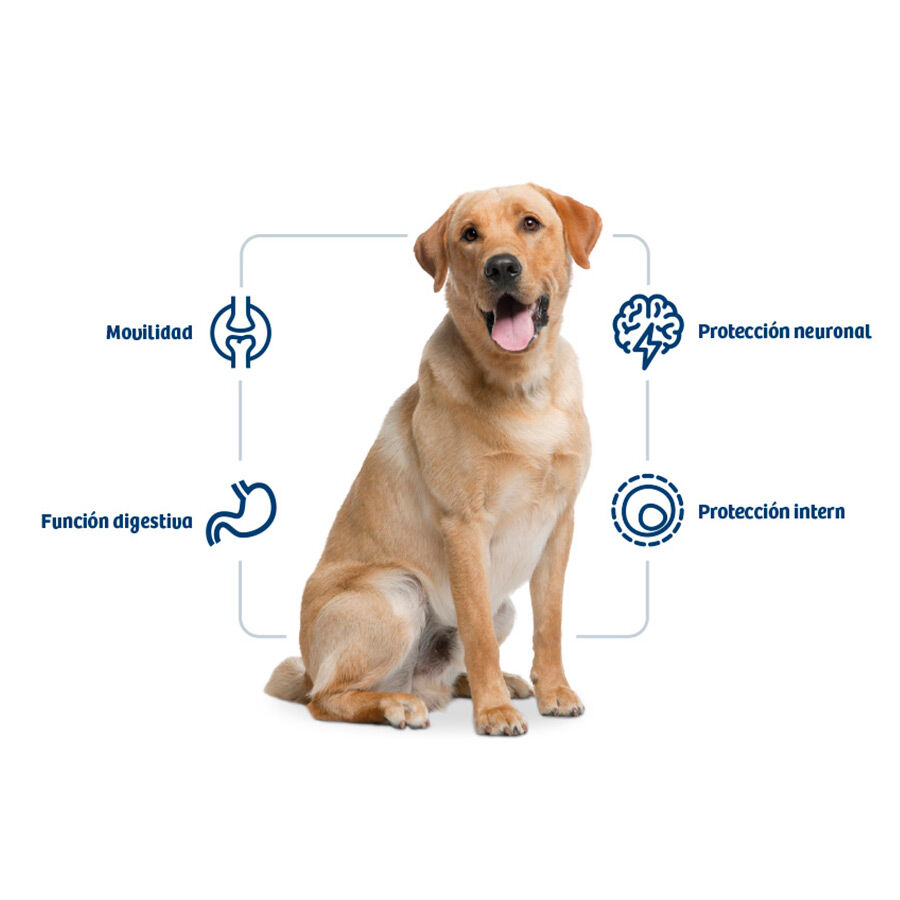 12 kg Nath Adult Maxi Frango ra&ccedil;&atilde;o para c&atilde;es, , large Imagem n&uacute;mero 2