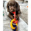Nylabone Chaves Mordedor com sabor a bacon para cachorros, , large Indicador imagem número 4