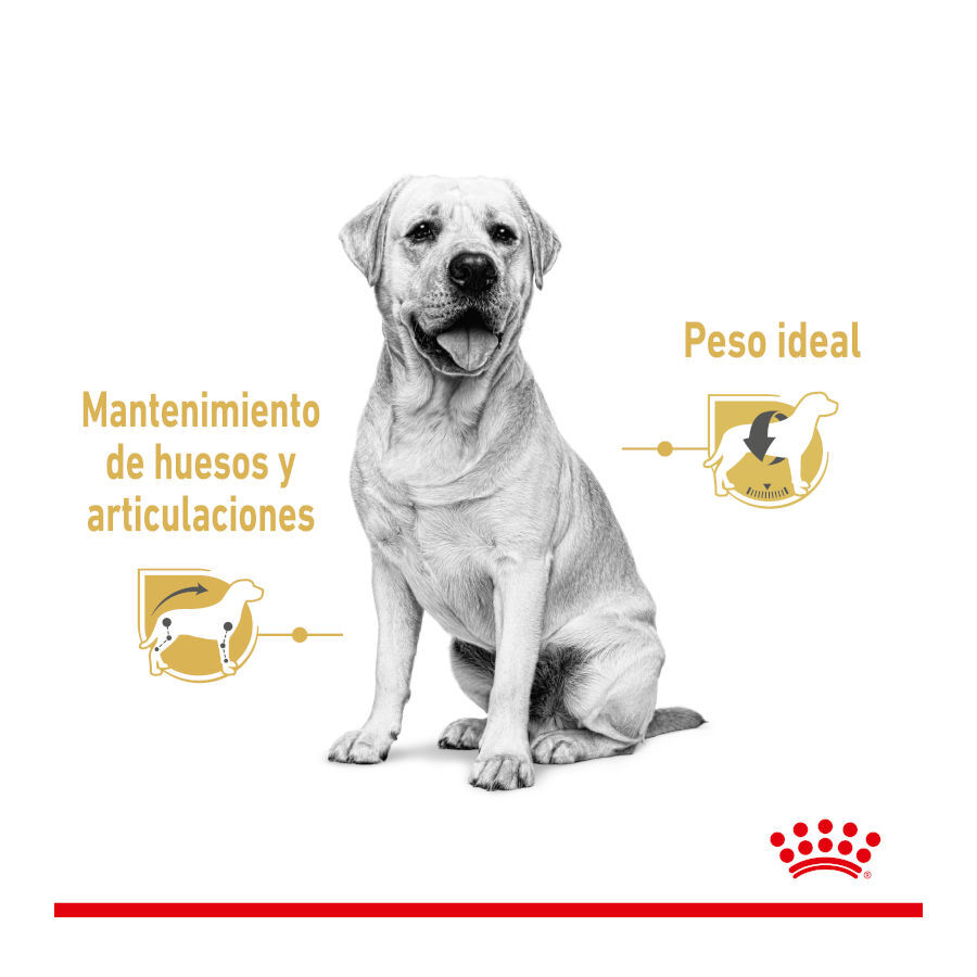140 g Saquetas Royal Canin Labrador 140g, , large Imagem n&uacute;mero 4
